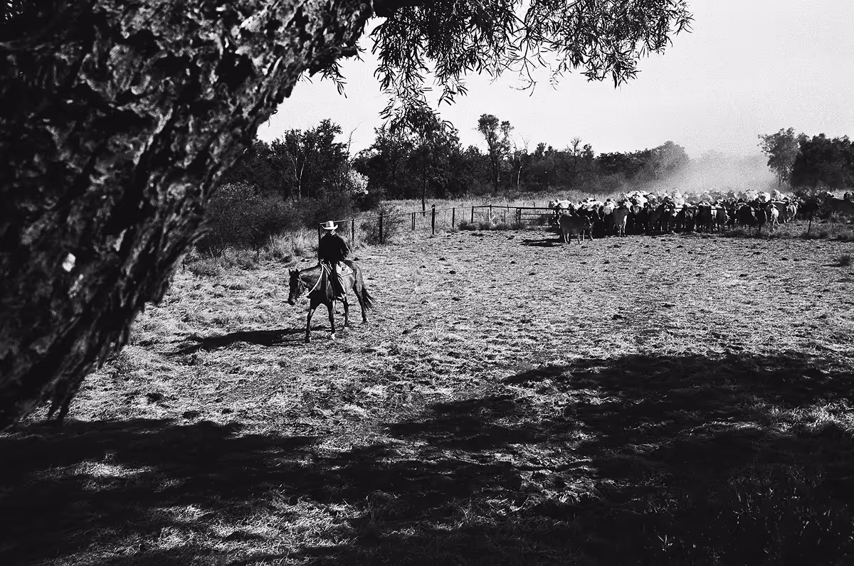 Rider on horseback herding cattle in dusty outback paddock