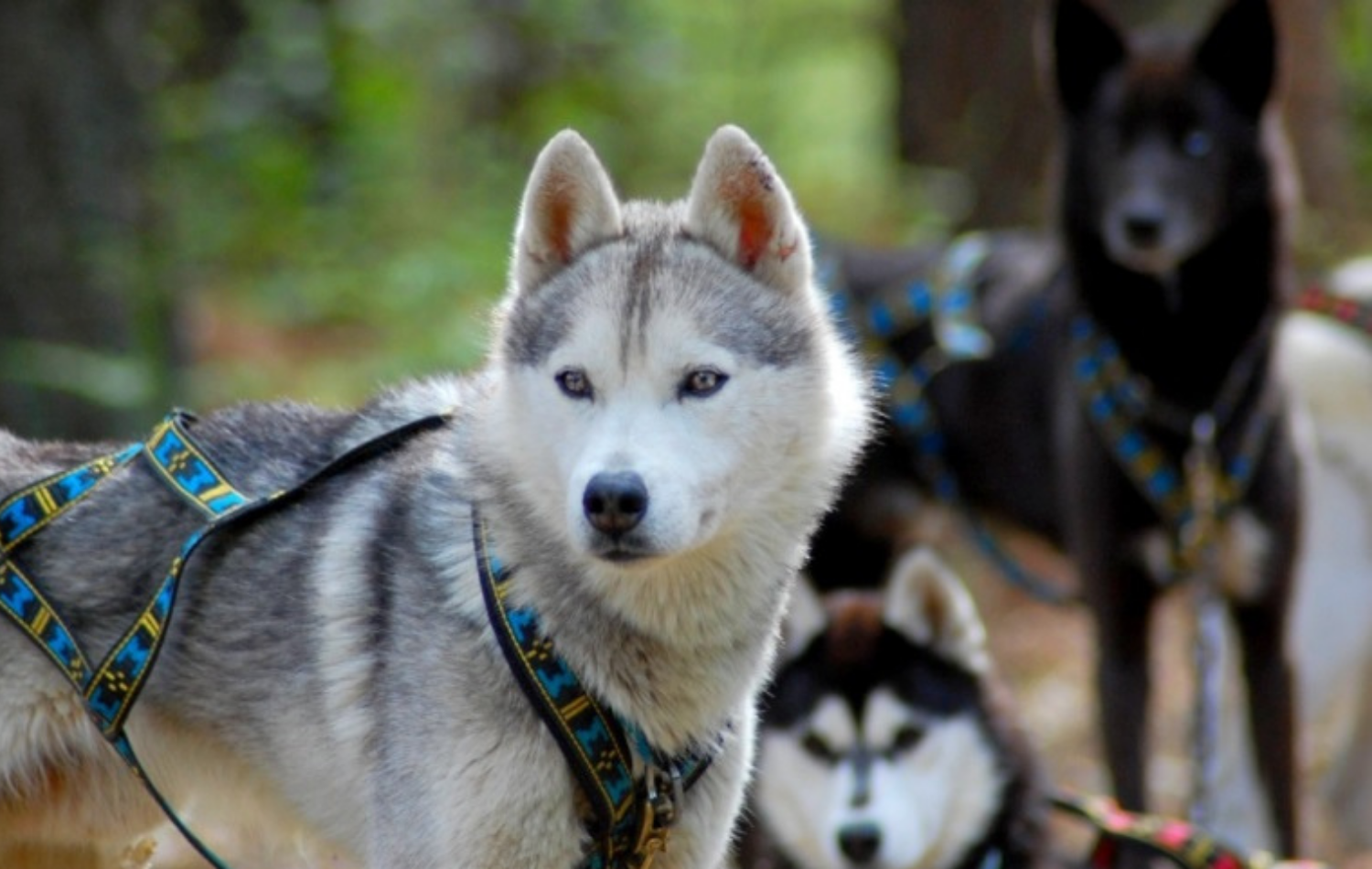 luge-4saisons-famille-montagne
