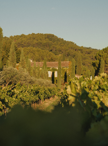 La Bastide de Marie - Vignes - Ménerbes