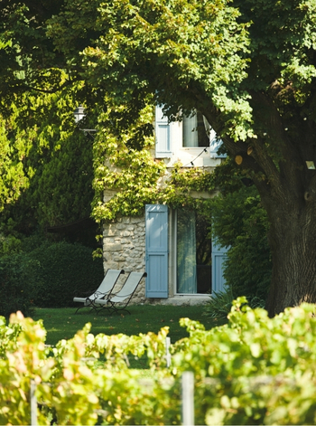 La Bastide de Marie - Vignes - Ménerbes
