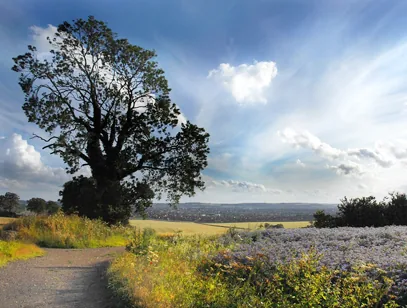 Path leading past a large tree towards a field of blue flowers under a bright sky near Luton