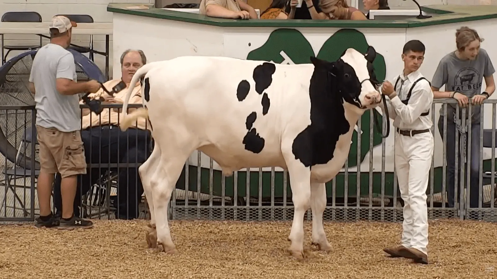 image of 4H member with cow