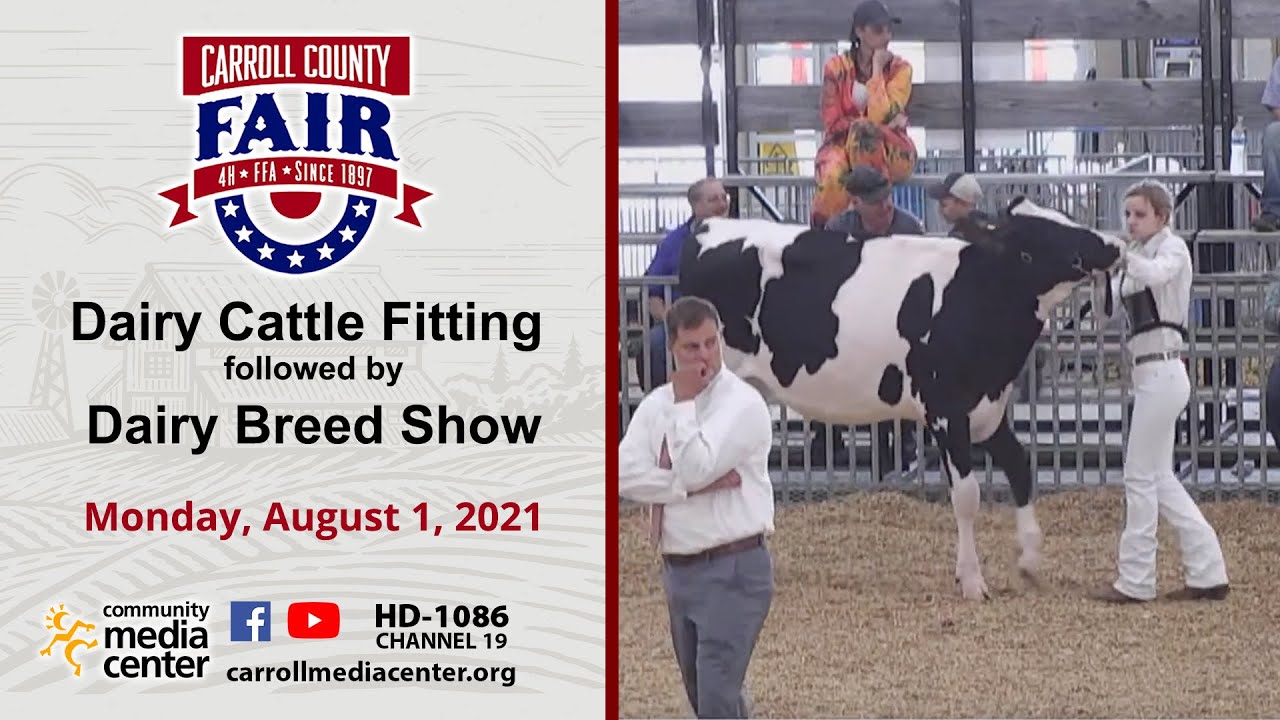 Dairy Cattle Fitting And Showing 8-1-2022 Carroll County 4-H & FFA Fair