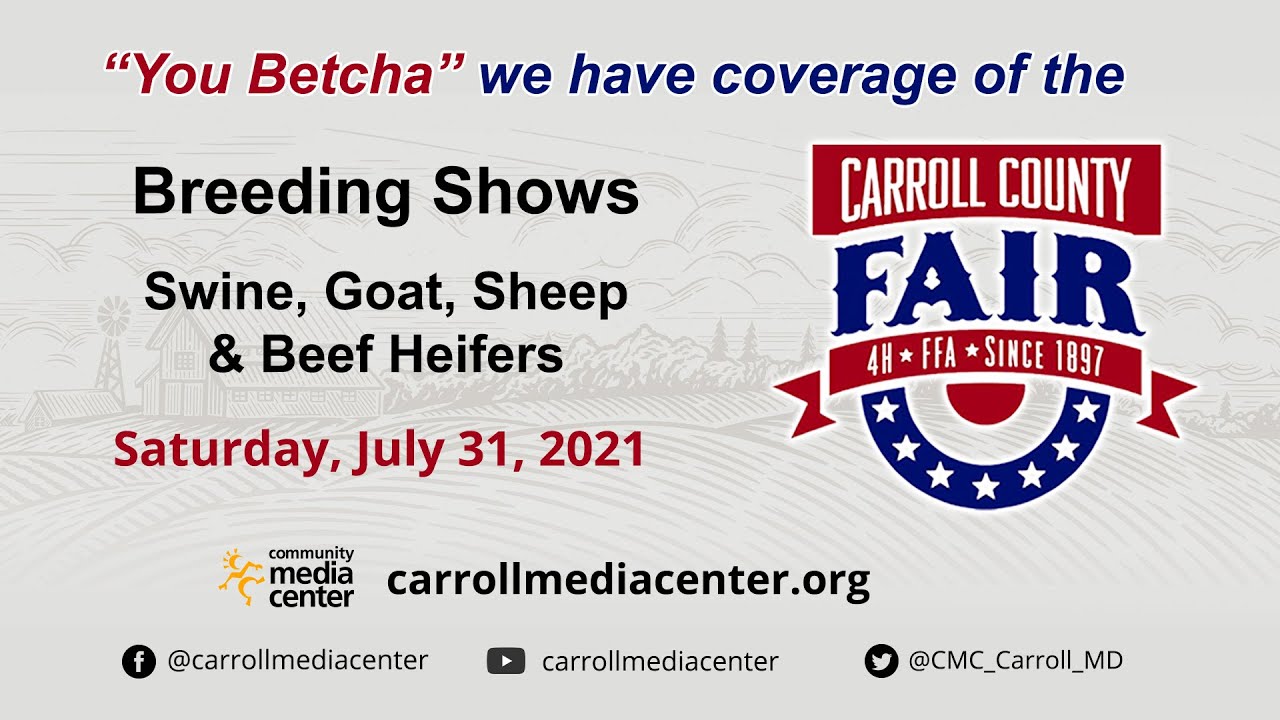 Breeding Shows: Swine, Goat, Sheep And Beef Heifer Show