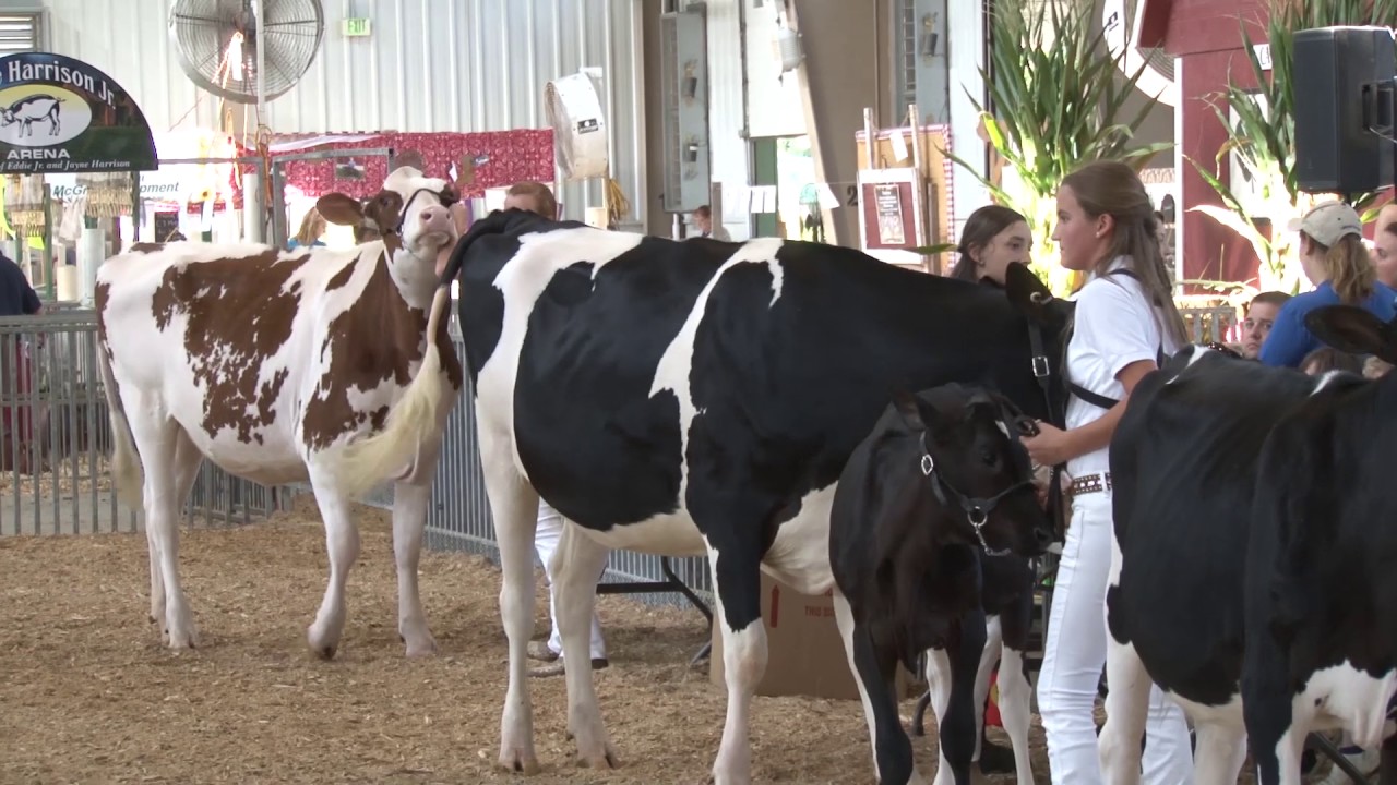 4H & FFA Fair 2017 Dairy Lease Program