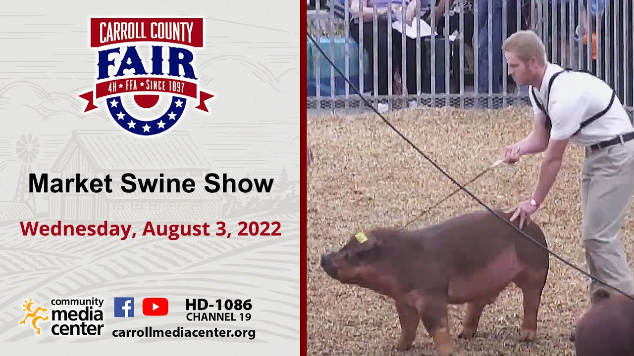 Market Swine Show 8/3/2022 Carroll County 4-H & FFA
