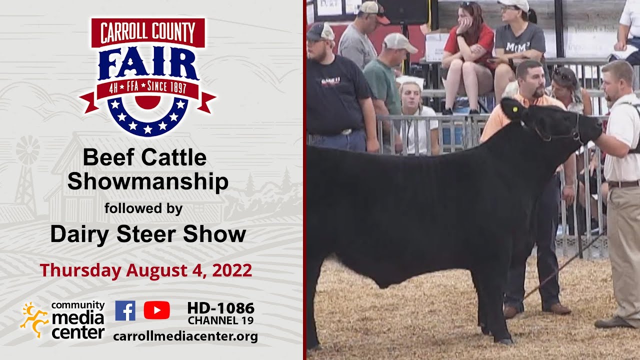 Beef Cattle Showmanship - Dairy Steer Show 8/4/22