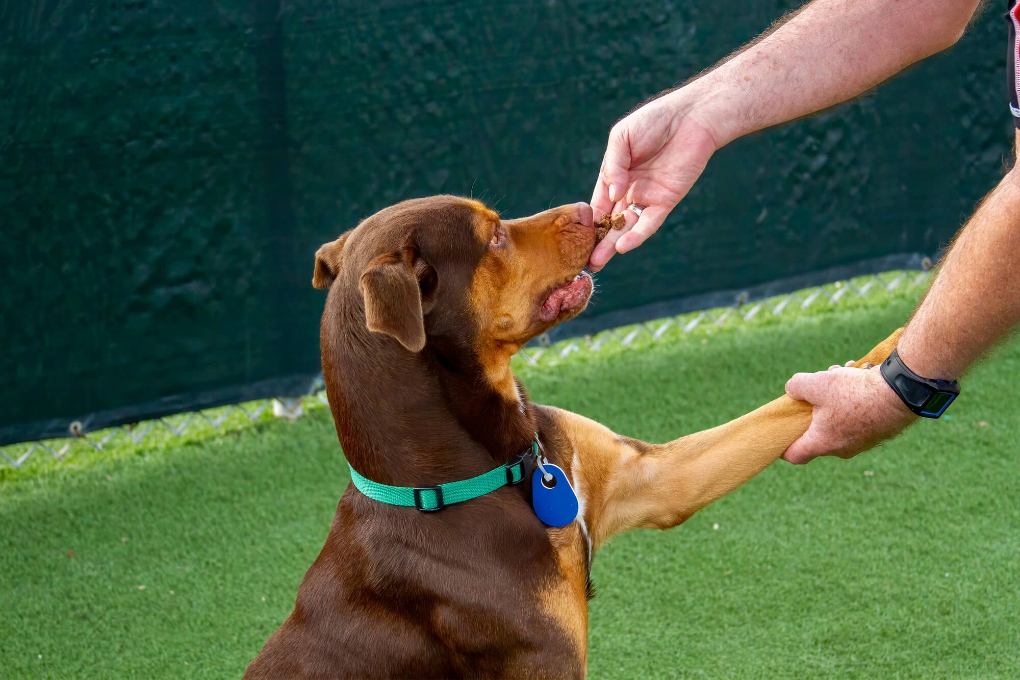 Benefits of Artificial Grass for Pet Facilities