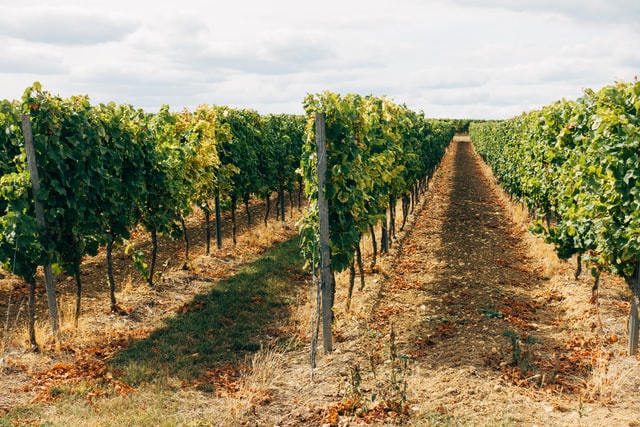 Fairytale castles & delicious wine
