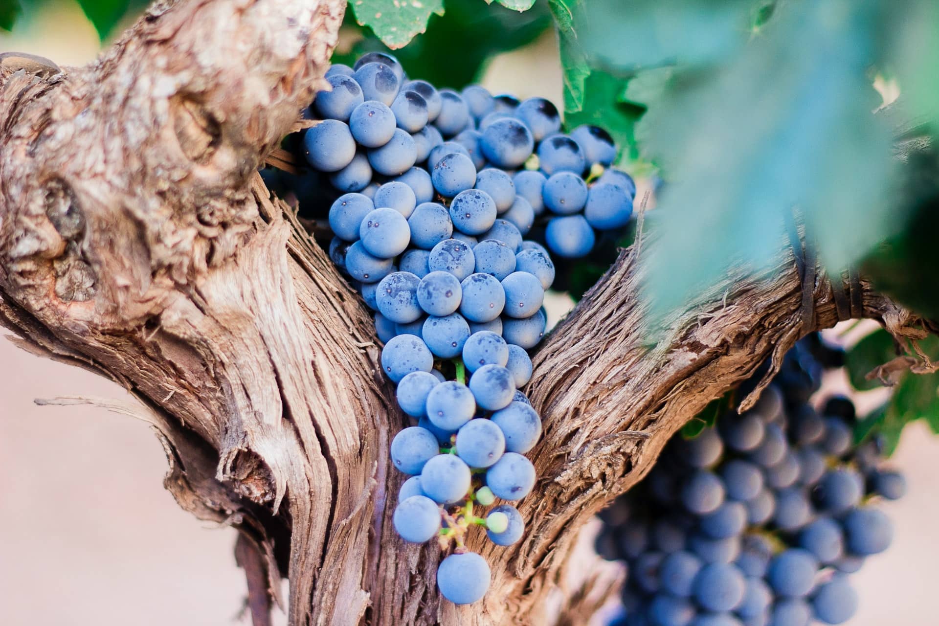 Valley Tour with Wine Tasting