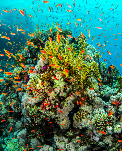 Colorful coral reef teeming with numerous small orange fish swimming in clear blue water.