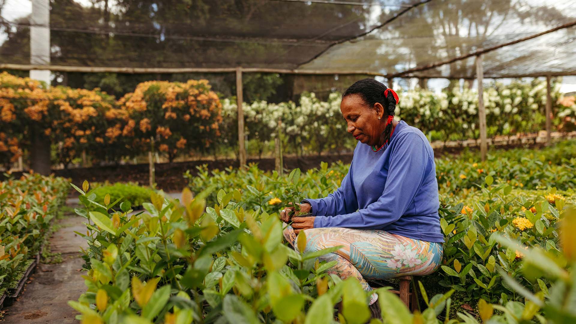 Woman in a blue shirt planting seedlings among green plants in a greenhouse with yellow flowers in the background.