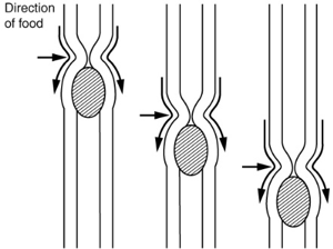 peristalsis, a contraction of the intestines to transport contents through the intestines