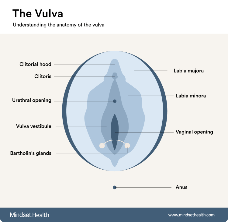 A diagram of the parts of the vulva