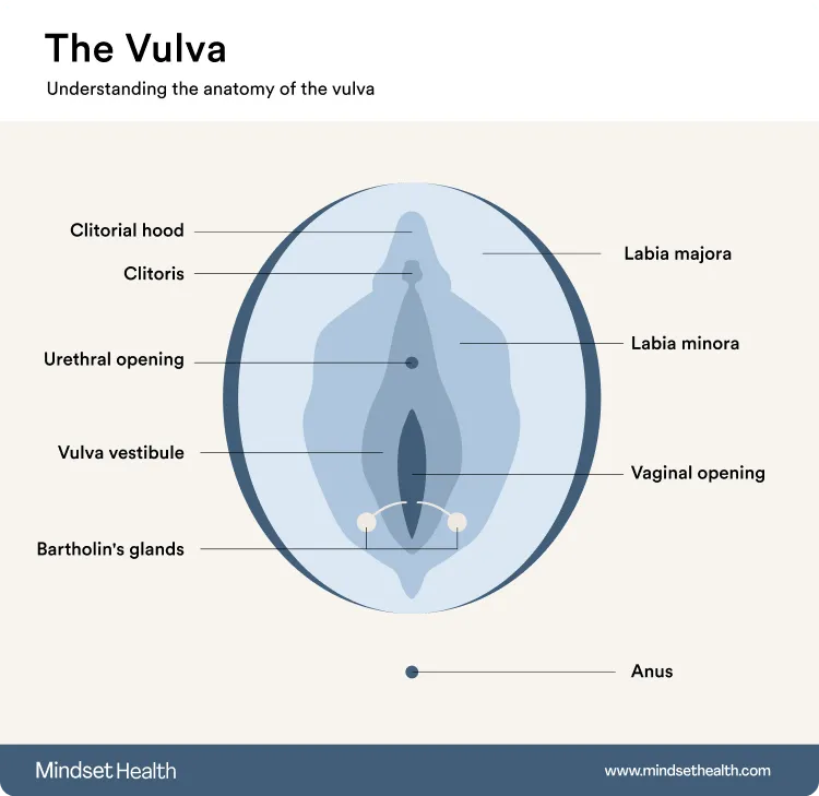 A diagram of the parts of the vulva
