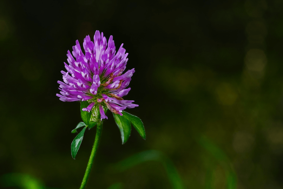 Red Clover flower