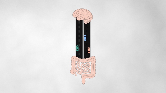 Diagram illustrating gut-brain signaling pathway and communication between the brain and digestive tract in gut-brain disorders