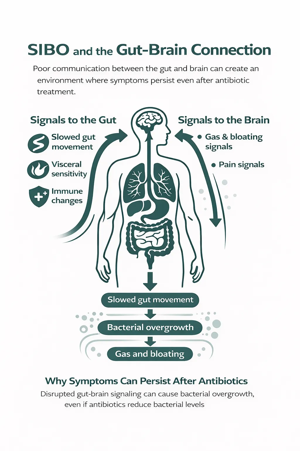 Infographic showing how SIBO connects to the gut-brain axis, including slowed gut movement, bacterial overgrowth, gas, and persistent symptoms.