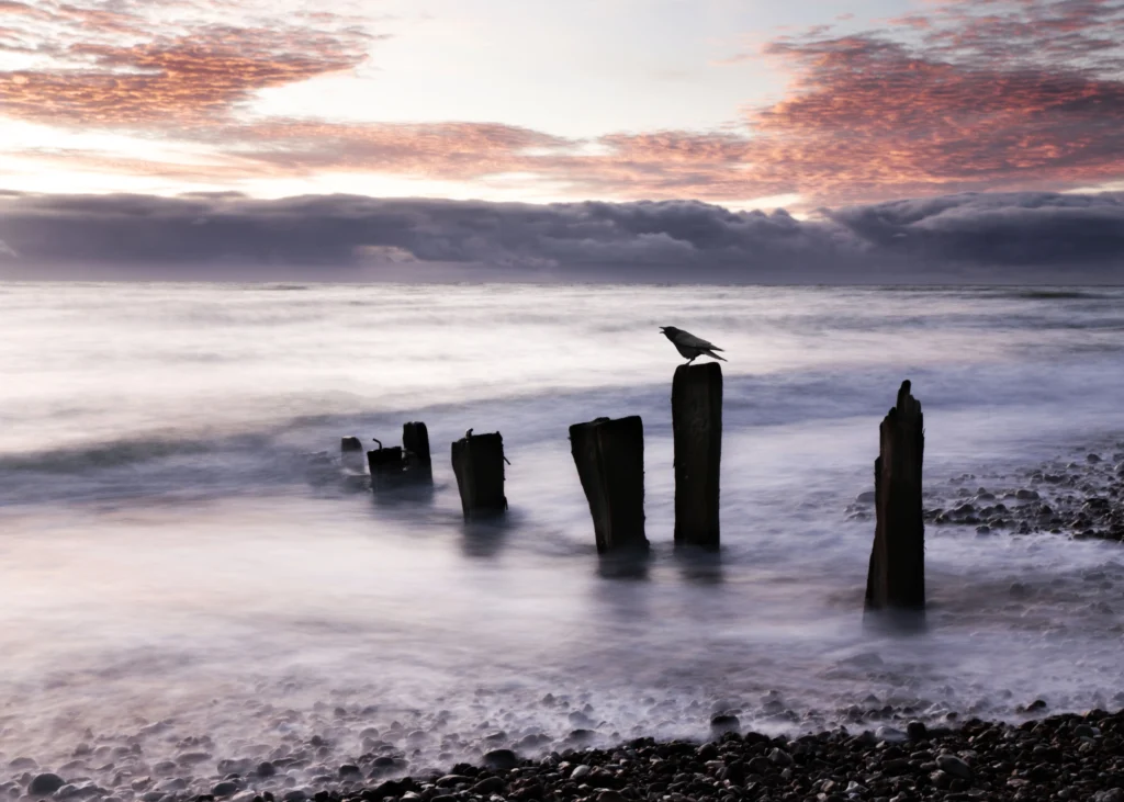 Un oiseau sur un poteau de bois devant une mer montante, classé 7ème au concours photo WinSPOT by Data Concept 2023-2024
