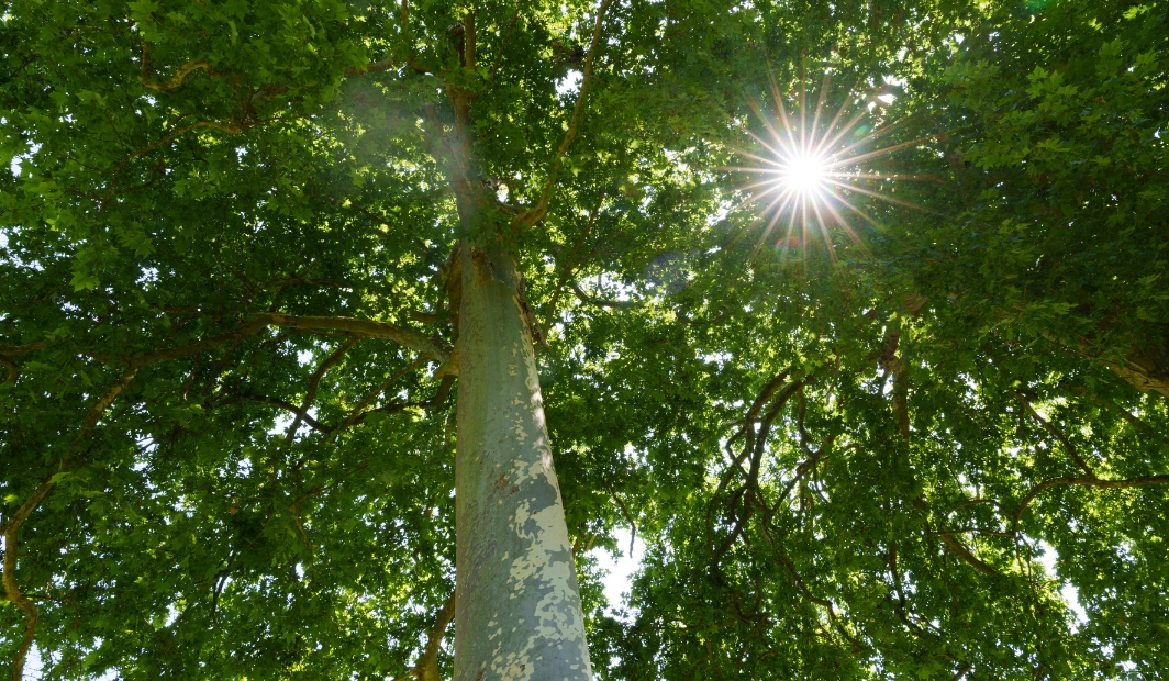 Parc arboré et platanes centenaires du Château d’Aveny dans le Vexin