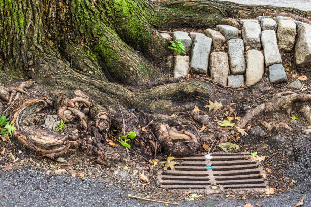 Professional Methods for Clearing Tree Root Blockages