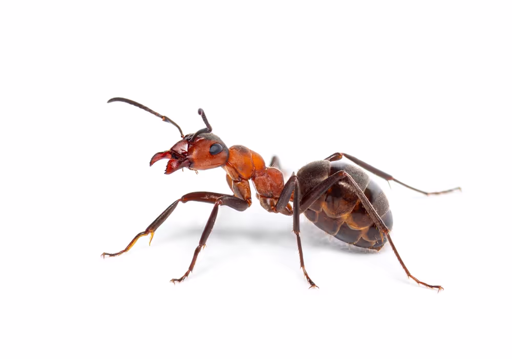 red ant close up of what can invade homes in Baton Rouge