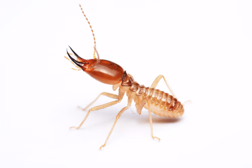 termite control pest management by baton rouge termite experts Bug Ninja