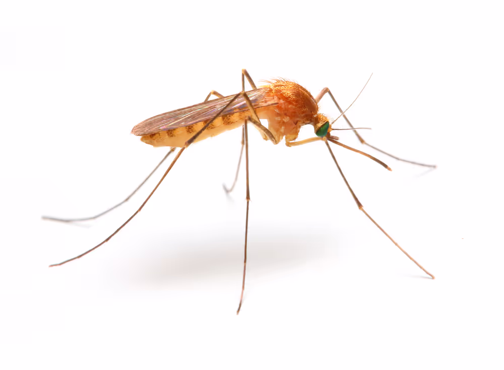 Mosquito pest control needs covered by Bug Ninja, a pest control company in Baton Rouge area.
