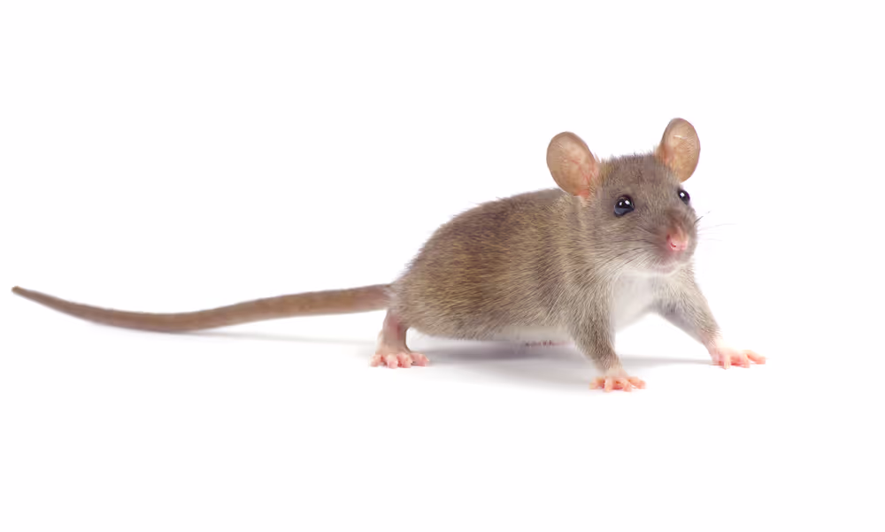 provide reliable Rat baton rouge pest control after free inspection