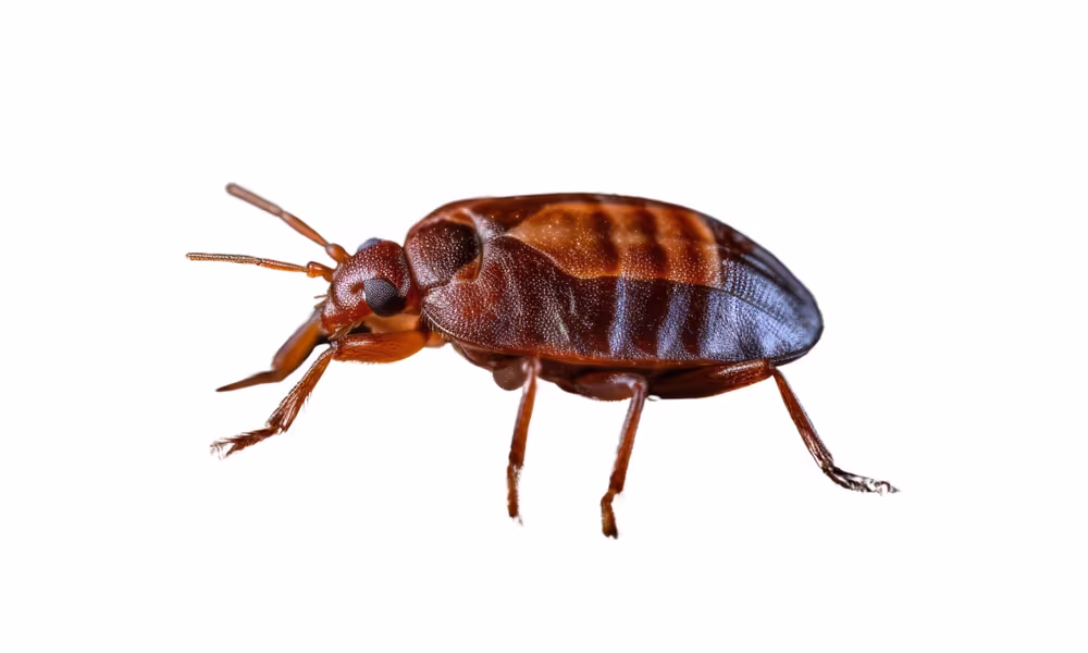 Bed bug pest control issues fixed by a professional company in a baton rouge home.