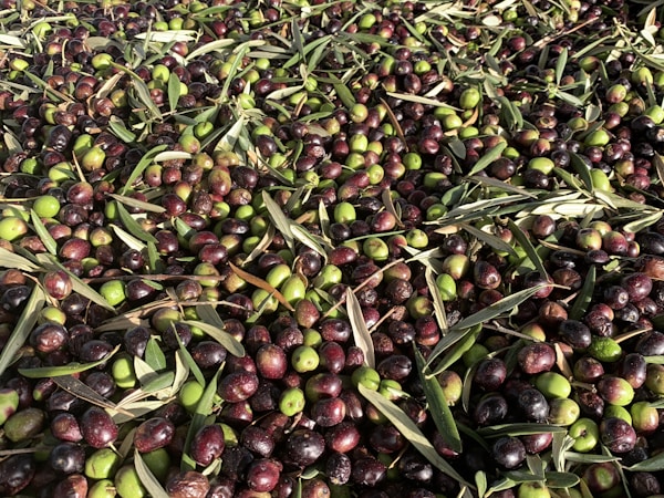 Olives waiting to be turned into olive oil at the Molisur factory