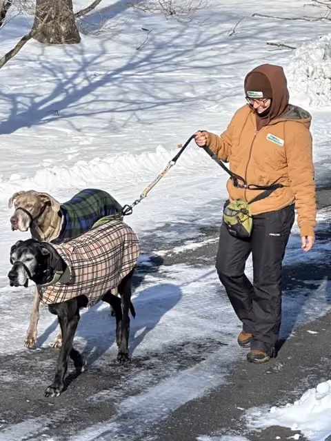 Dog walker from Pups and Recreation walking two Great Danes near the Great Swamp in Mendham NJ.