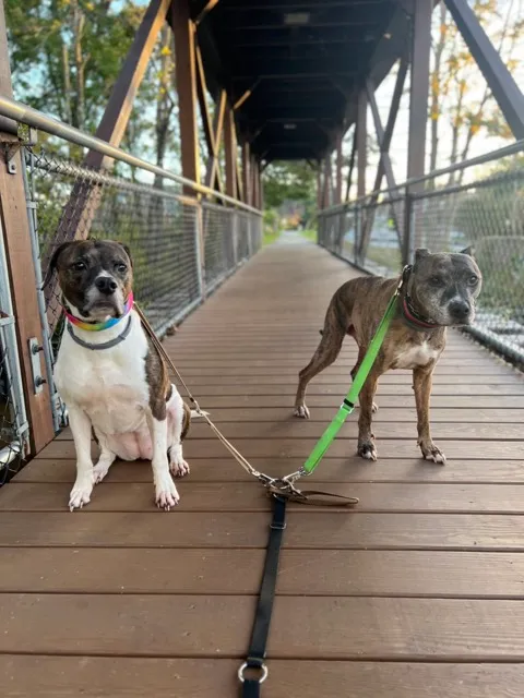 Two dogs posing for a picture with Pups and Recreation on the Hugh Force Canal Park in Wharton NJ
