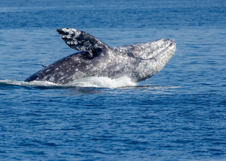 Whale Watching