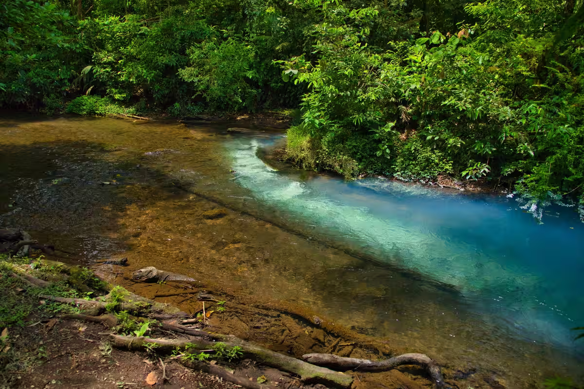 Clear water in Río Celeste turning turquoise along a forested bank