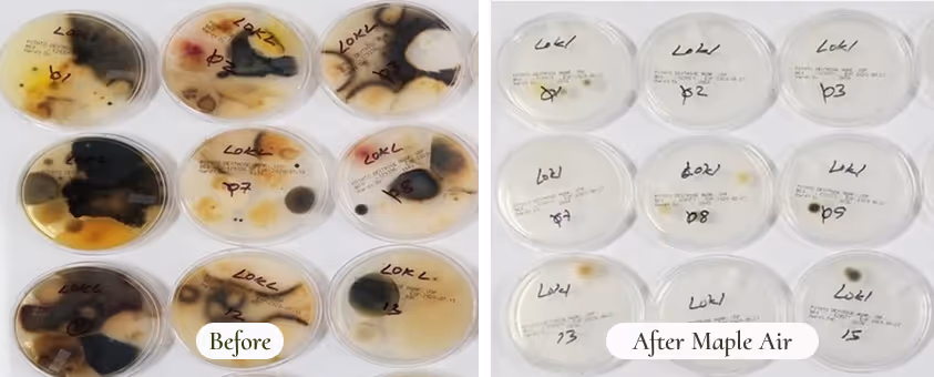 Before and after depiction of petri dishes showing samples taken from the air in a room without Maple Air and in a room with Maple Air. It's clear a lot of things grew in the dishes before, while the dishes after Maple Air look almost entirely empty. 