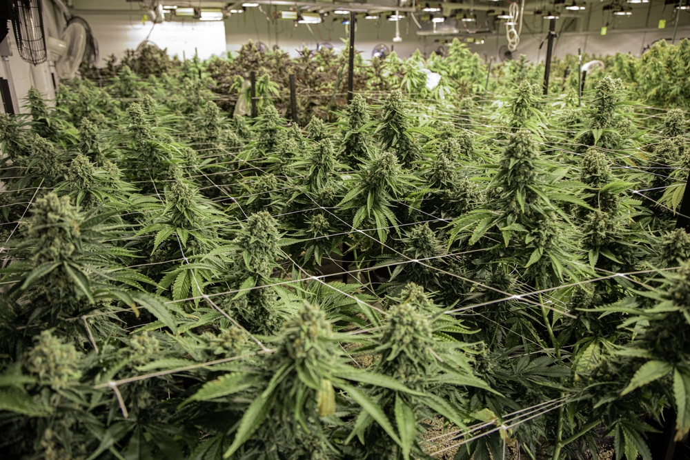 Cannabis grow facility