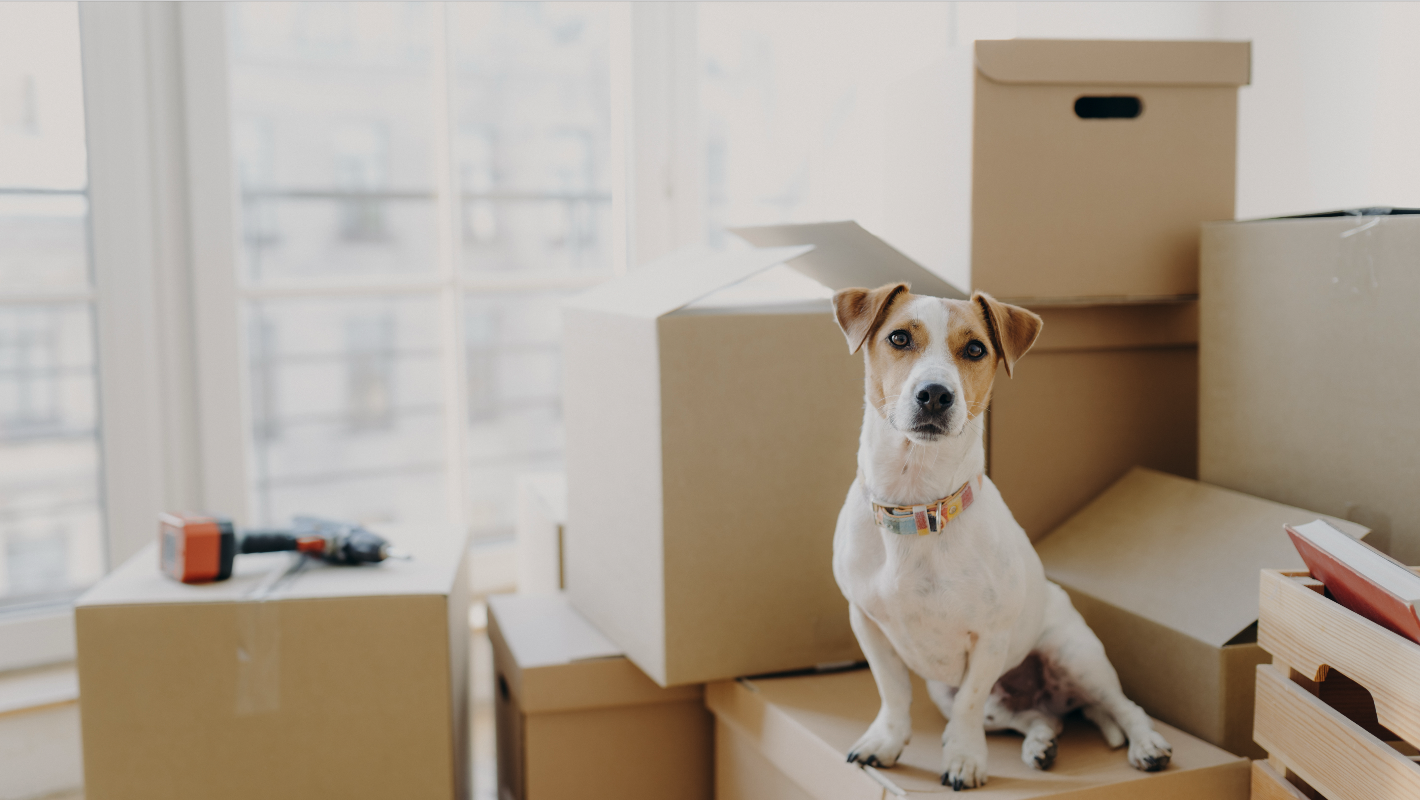 Renting With Pets: What To Know and How To Prepare