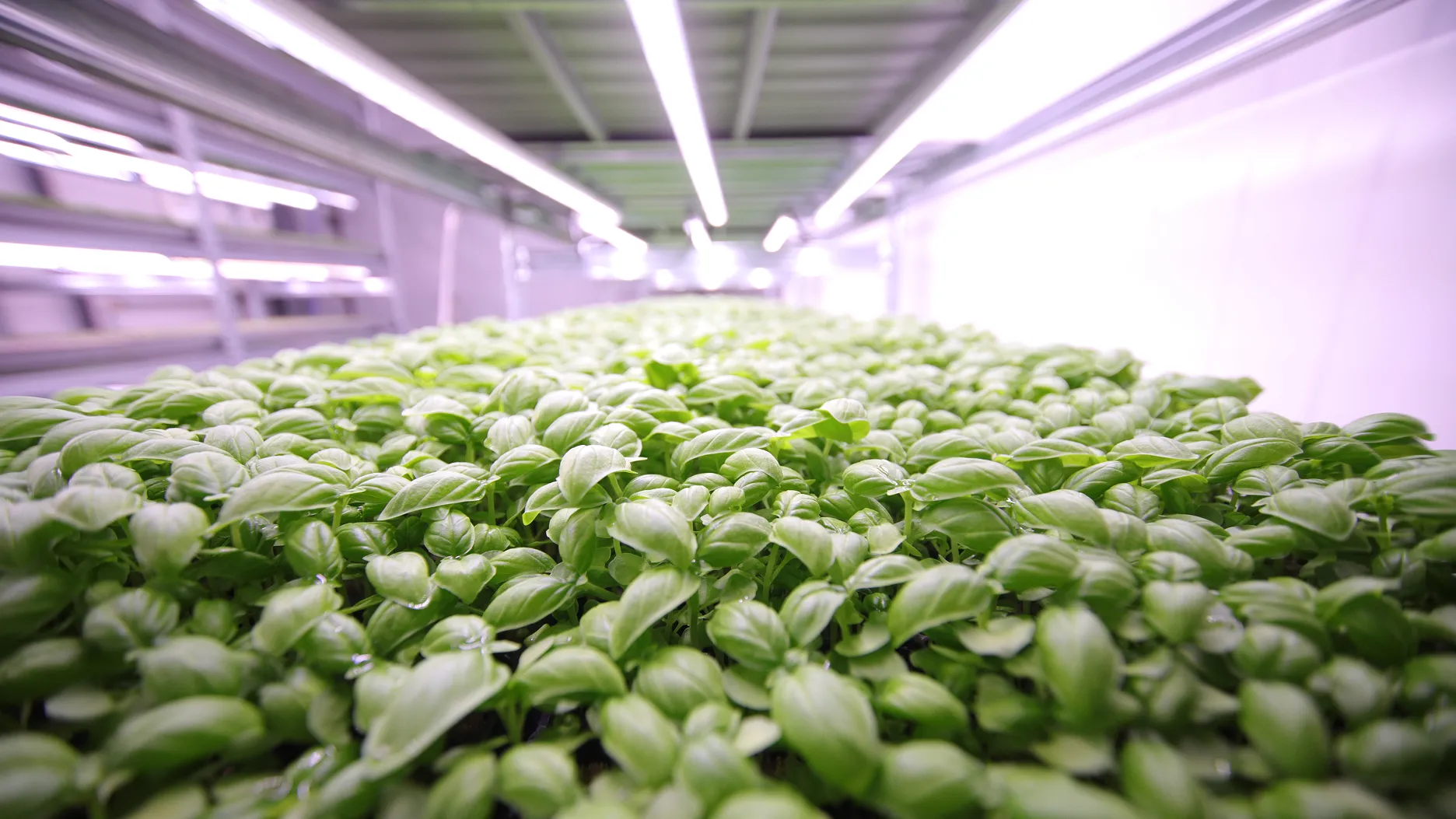 Rows of healthy green basil plants growing indoors under artificial white lights in a controlled environment.