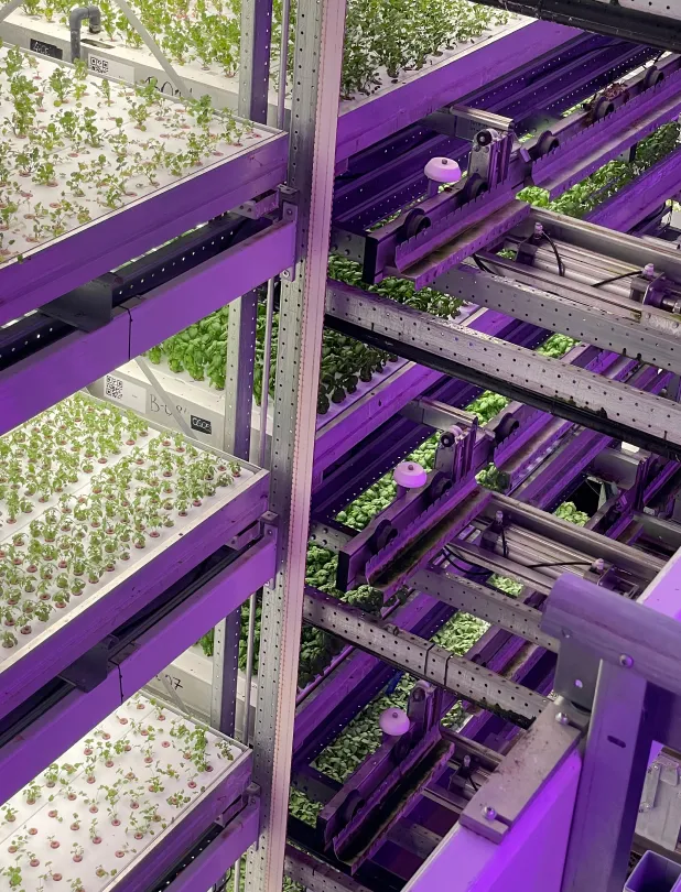 Indoor vertical hydroponic farm with multiple metal racks holding trays of small green and red leafy plants under purple grow lights.