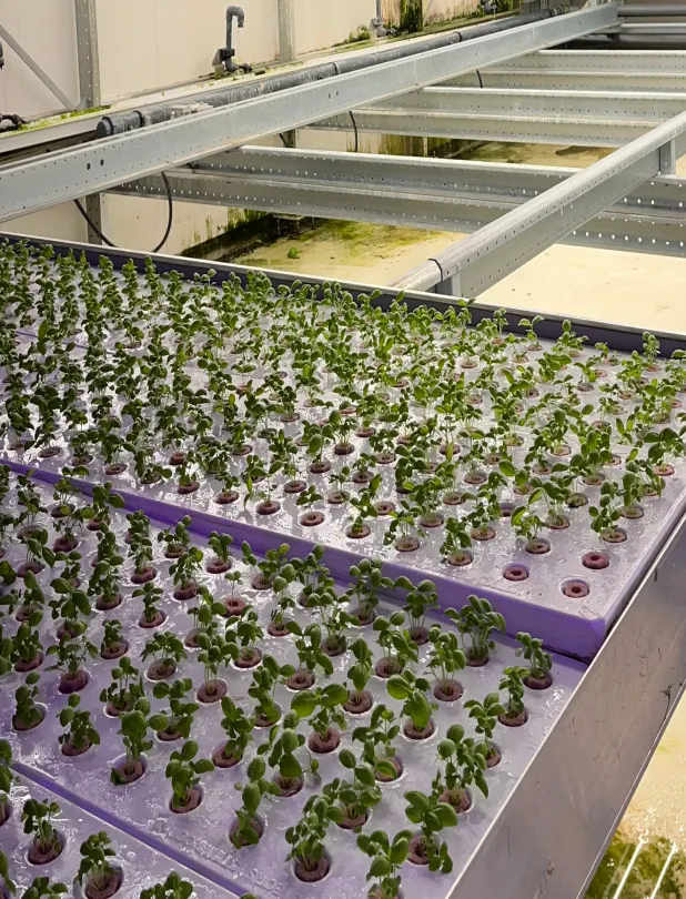 Rows of small green seedlings growing in purple trays as part of a hydroponic indoor farming system with metal support beams and pipes in the background.