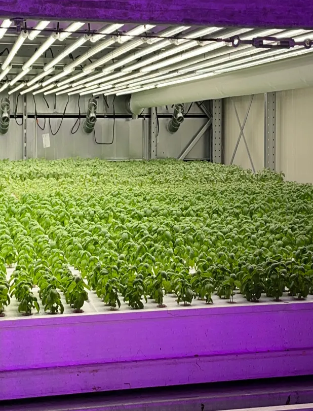 Indoor vertical farm with rows of green leafy plants growing under numerous white LED lights mounted above.