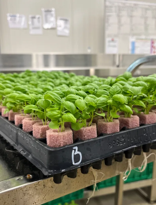 Tray of young green basil seedlings growing in pink foam cubes in an indoor hydroponic setup with metal surfaces and blurred papers on the wall in the background.