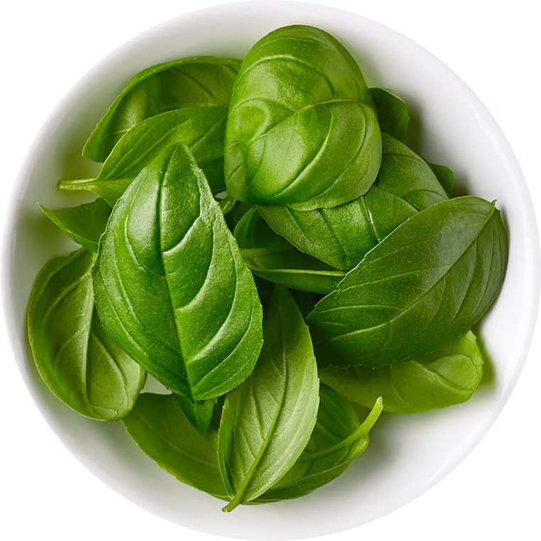 Fresh green basil leaves arranged in a white round bowl.