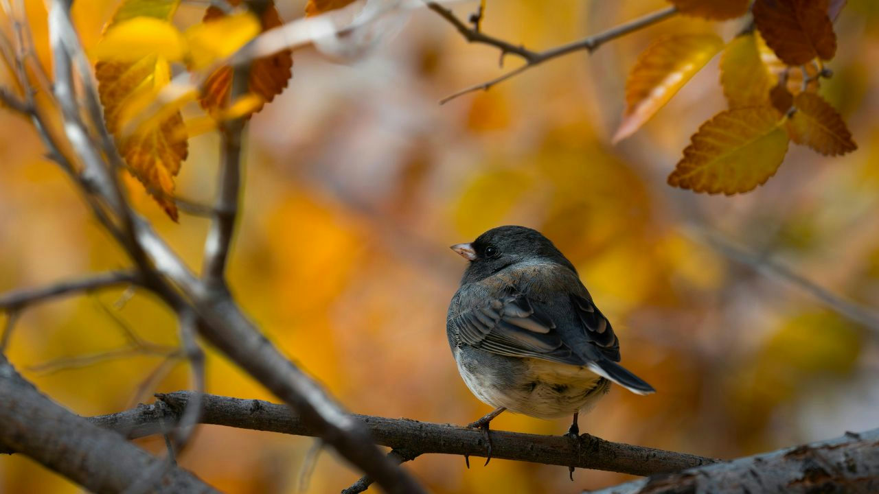 Ein Vögel sitz auf dem Ast im Herbst