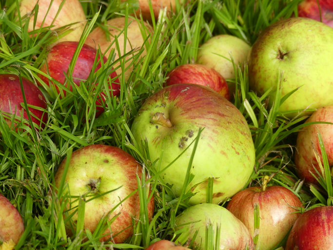 Äpfel im Gras