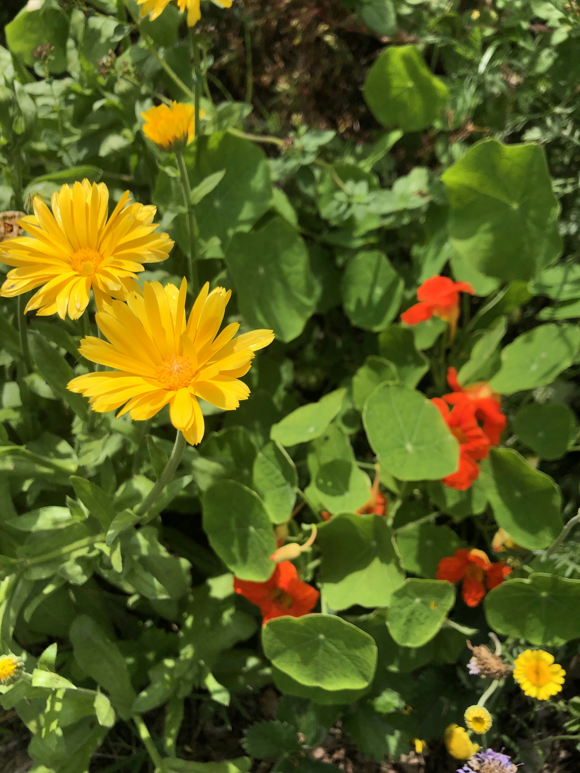 Ringelblumen und Kapuzinerkresse mit Blüten