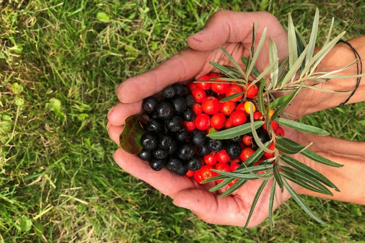 Beeren in zwei Händen