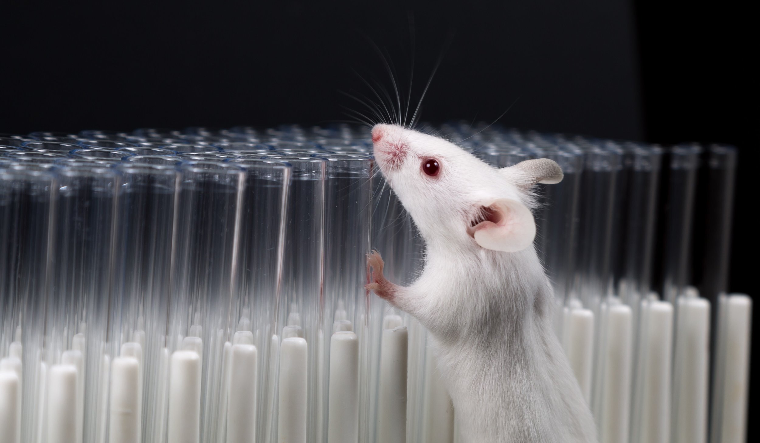 White lab mouse near test tubes