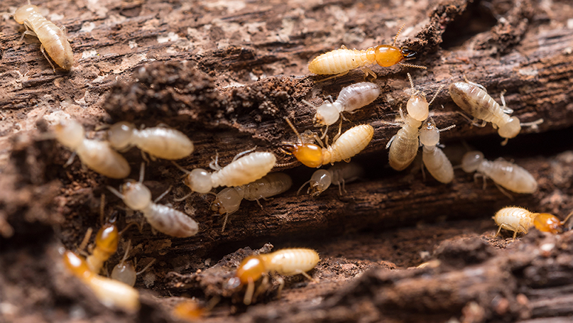 Rodent Control for Businesses: Keeping Your Facility Rodent-Free All Year